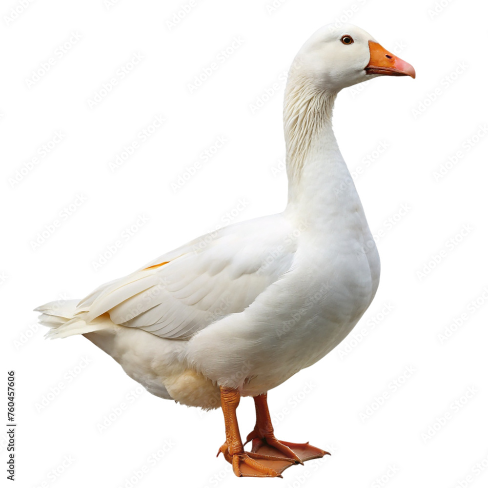 White domestic goose. isolated on transparent background. White domestic goose. isolated on transparent background.