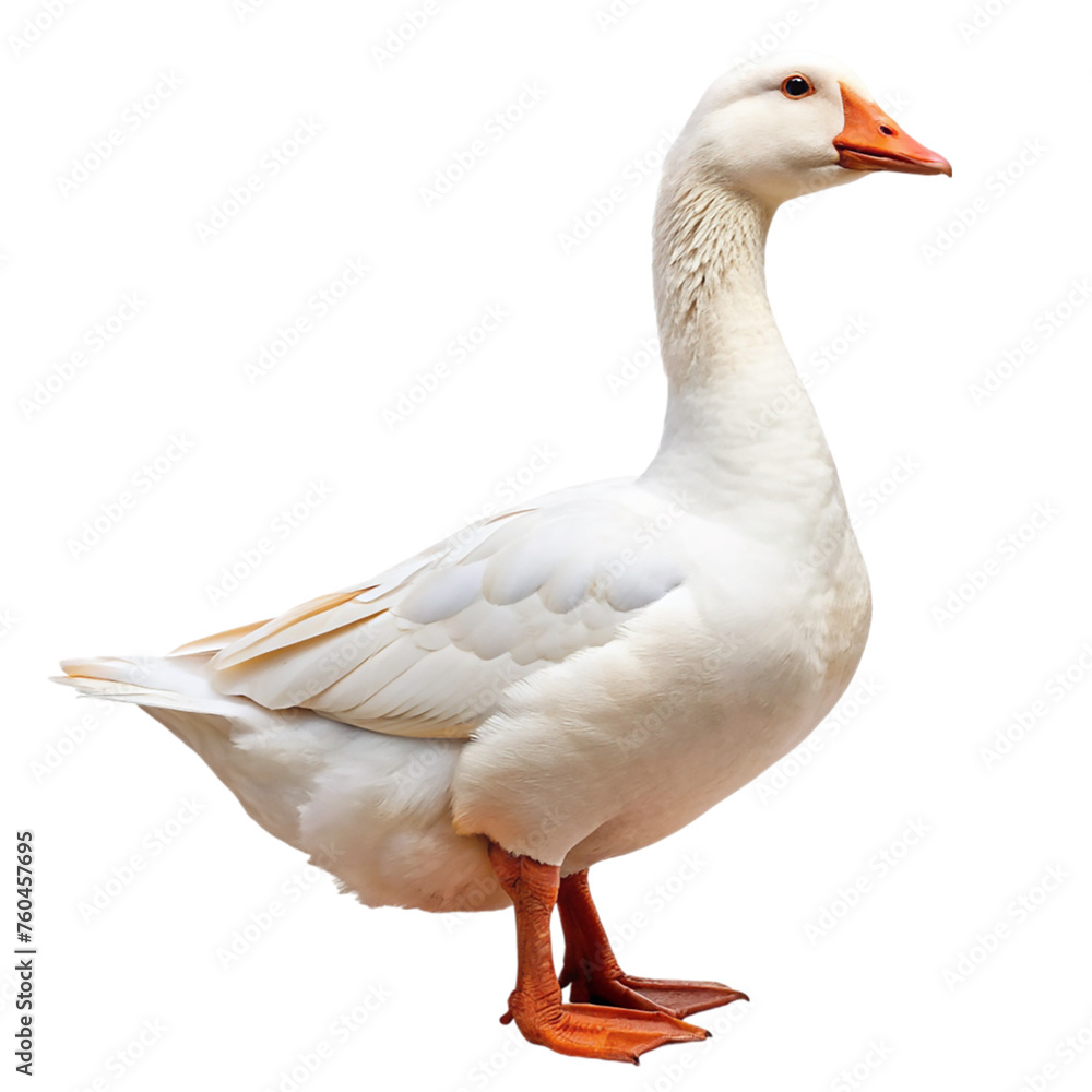 White domestic goose. isolated on transparent background. White domestic goose. isolated on transparent background.