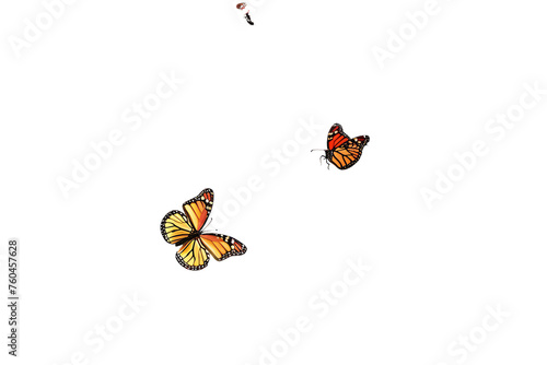 butterfly on transparent background
