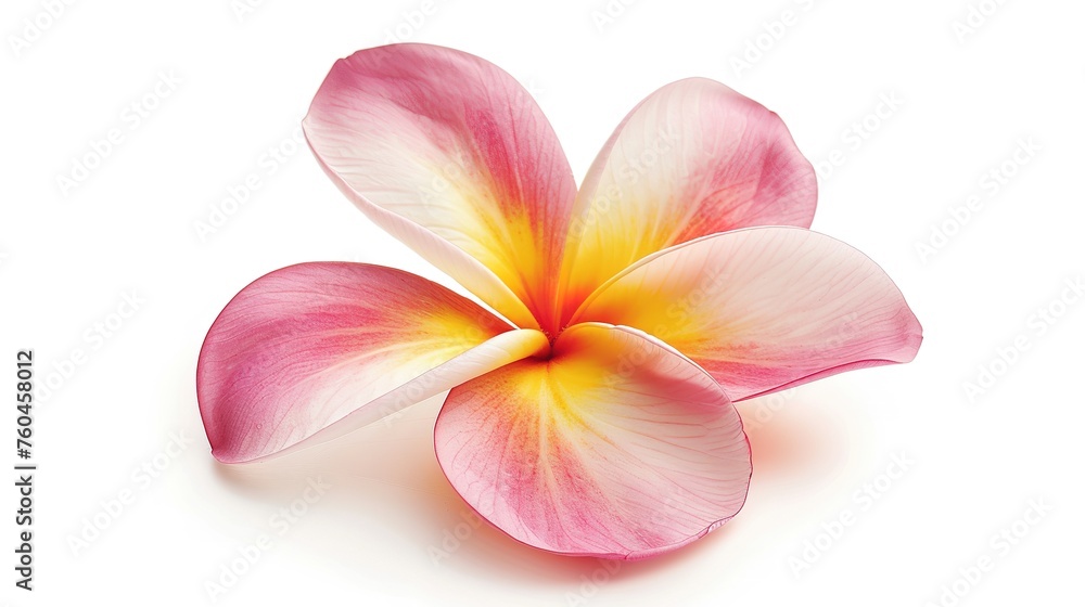 Frangipani or Plumeria flower isolated on white background,generative ai,