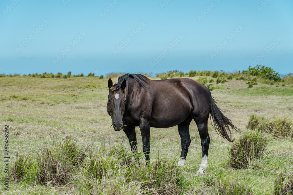 Fototapeta premium Horses in pasture, South Point Road, Big island, Hawaii.