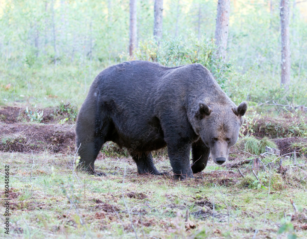 A view of brown bear during summer A view of brown bear during summer