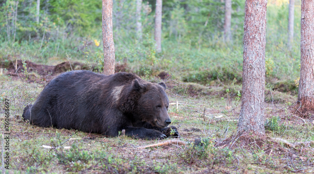 A view of brown bear during  summer
