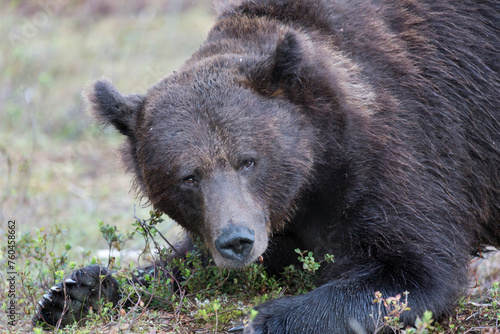 A view of brown bear during  summer
