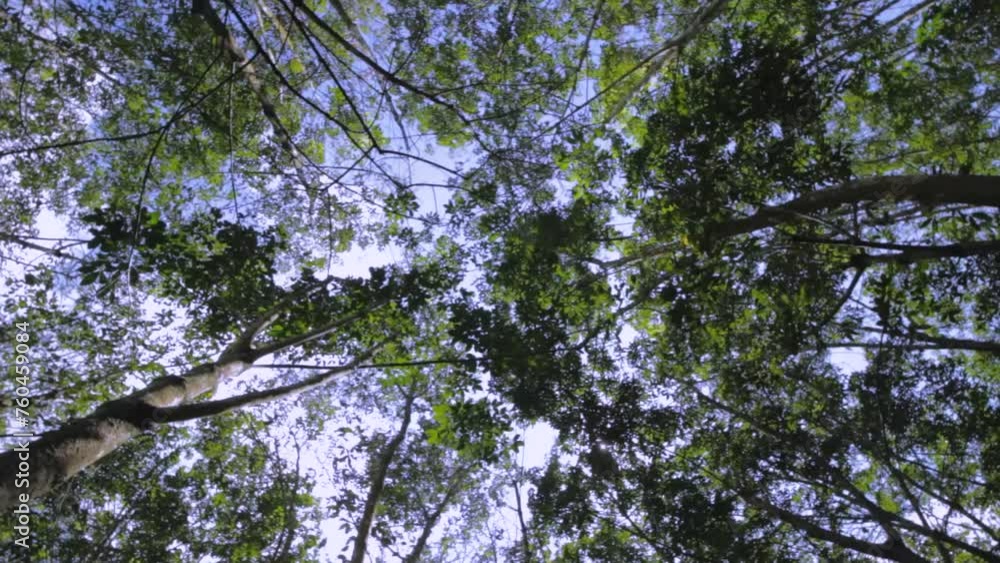 Camera looks up and rotate under trees. Tree branches and green leaves against blue sky Camera looks up and rotate under trees. Tree branches and green leaves against blue sky
