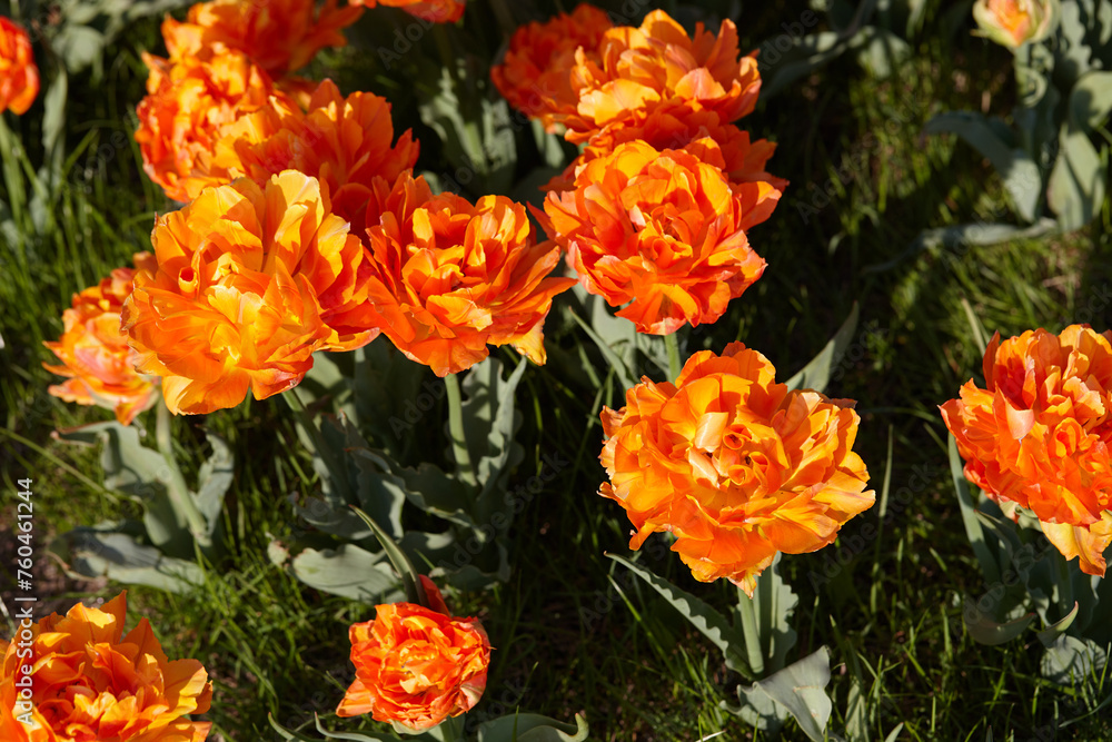 Bright orange double tulips in along the city street Bright orange double tulips in along the city street