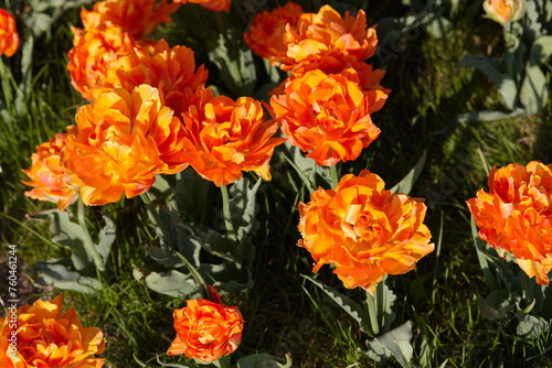 Bright orange double tulips in along the city street
