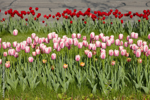 Bright pink tulips flower bed along the road © kobeza