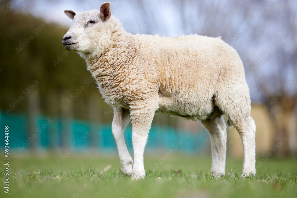 Fototapeta premium Young white lamb on meadow in frog perspective