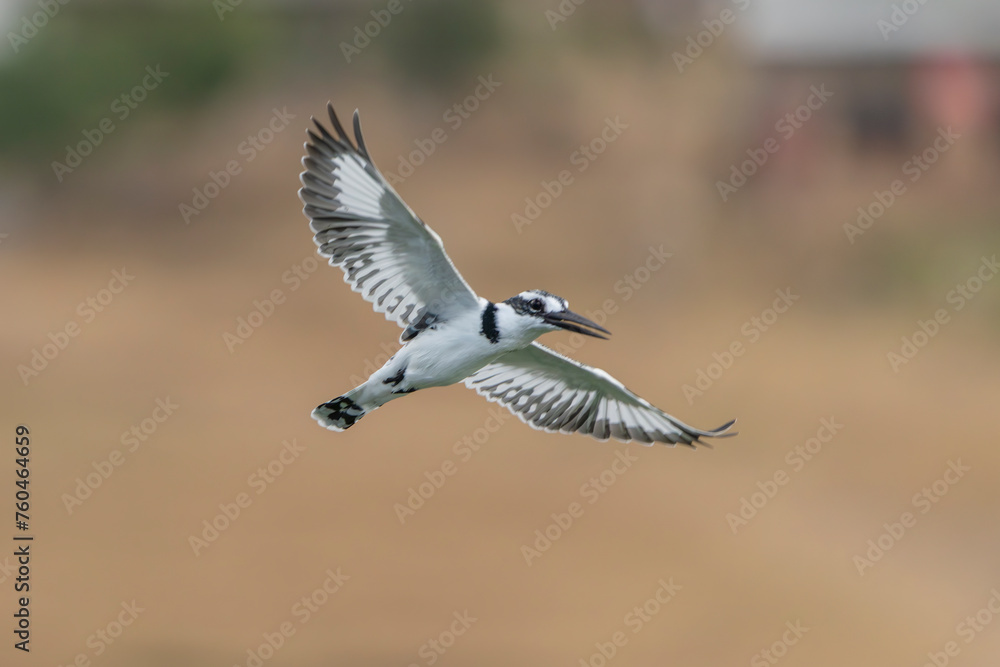 Pied kingfisher, bird, kingfisher Pied kingfisher, bird, kingfisher