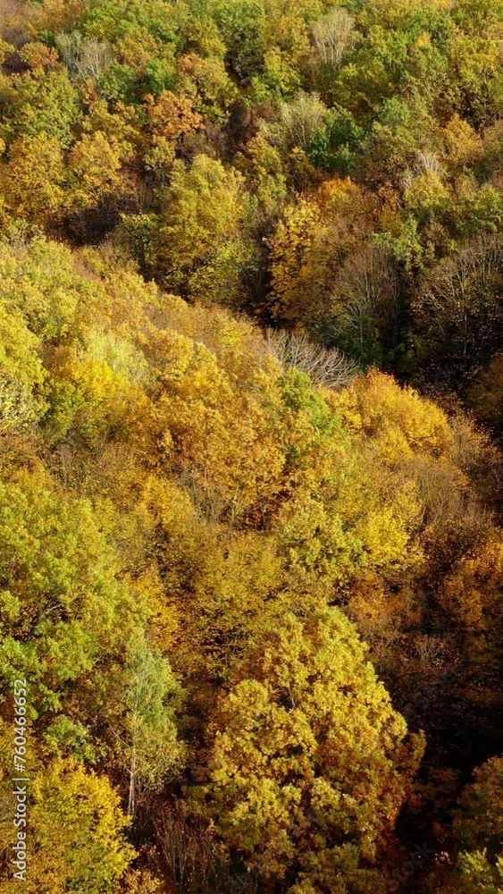 Beautiful autumn. Yellow top trees in forest in fall season. Amazing landscape of autumn colors. Aerial view. Vertical video Beautiful autumn. Yellow top trees in forest in fall season. Amazing landscape of autumn colors. Aerial view. Vertical video