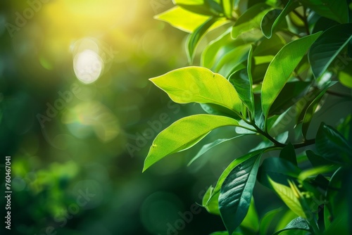 A close-up view of the detailed green leaves on a tree in nature
