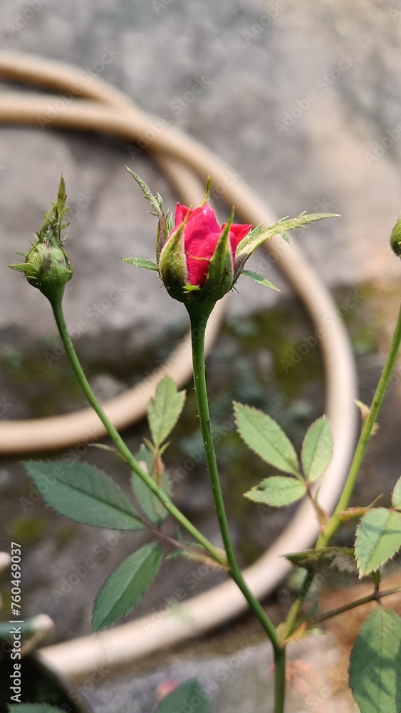 single red rose single red rose