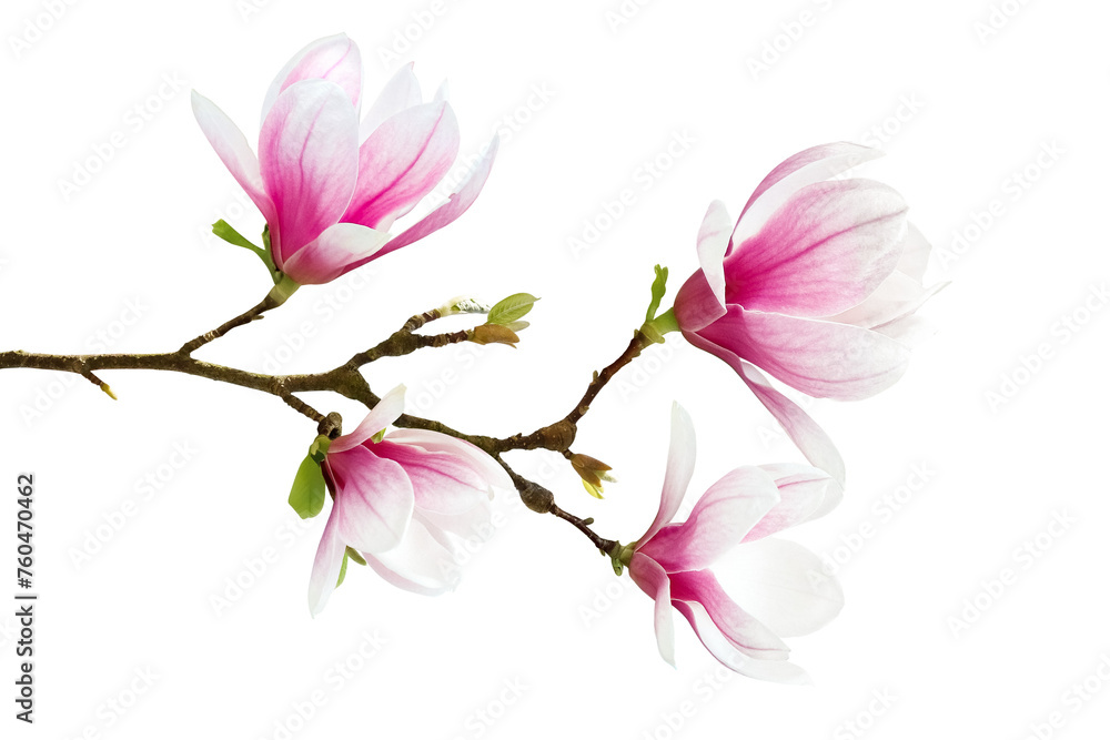 Naklejka premium A Magnolia Branch in Bloom