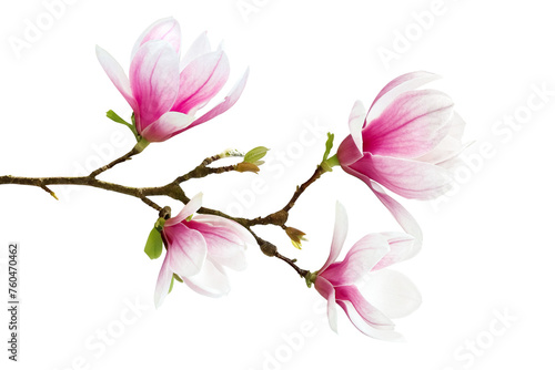 A Magnolia Branch in Bloom