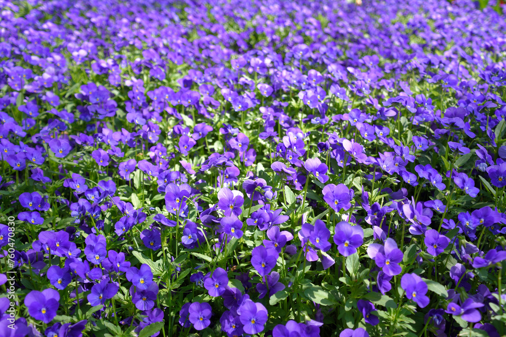 Naklejka premium ビオラ