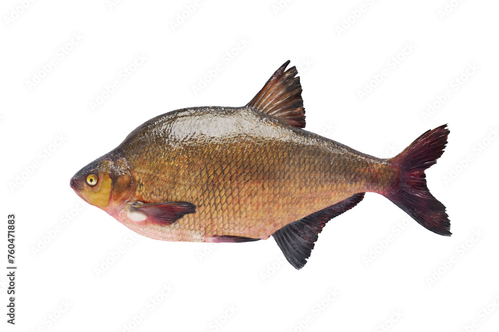 big bream isolated on white background big bream isolated on white background