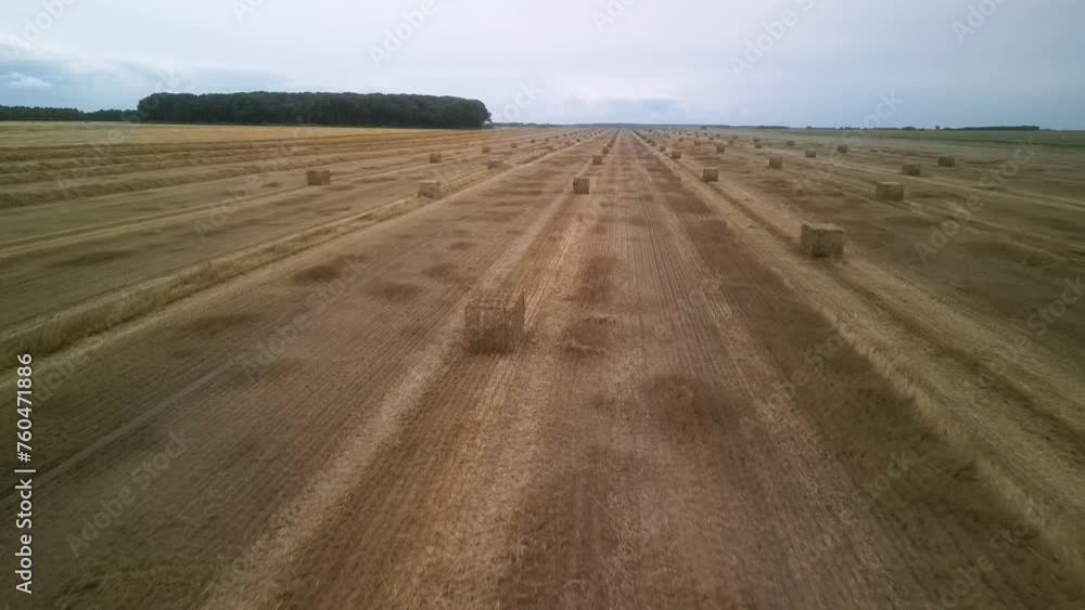 Yellow field with harvested wheat and hay bales. Aerial view of the field with square bales Yellow field with harvested wheat and hay bales. Aerial view of the field with square bales