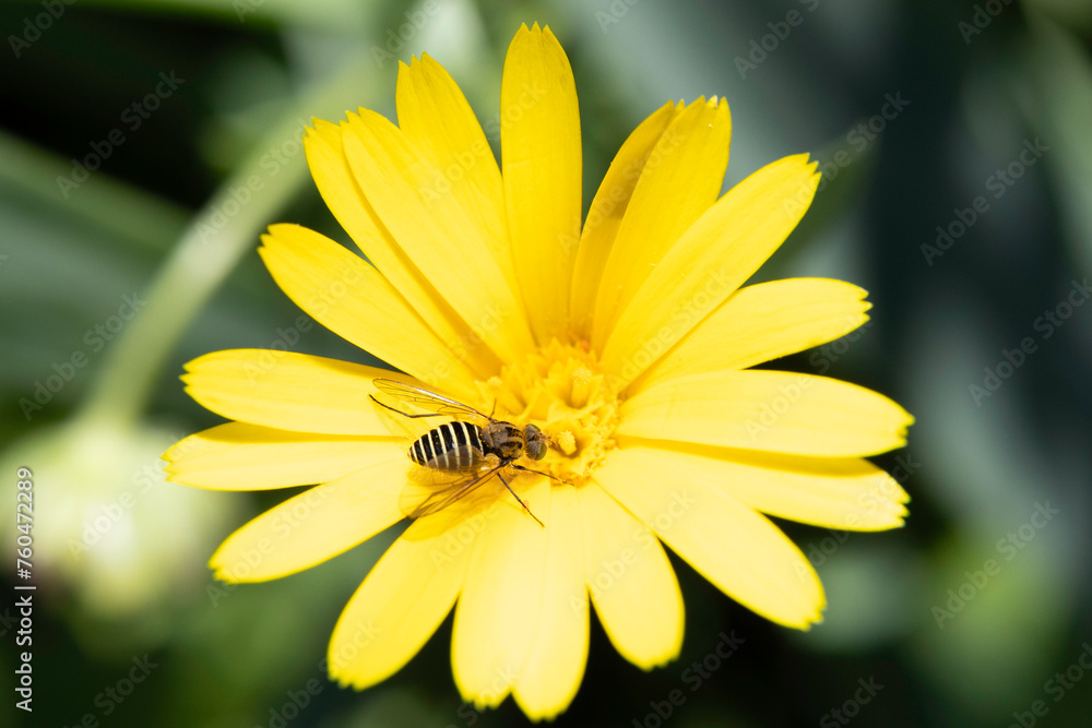 Bombyliidae also called Bee Fly, perched on a yellow daisy collecting pollen Bombyliidae also called Bee Fly, perched on a yellow daisy collecting pollen