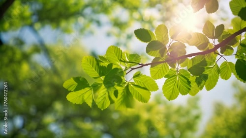 Sunny Day Leaves: Bright green foliage on a tree branch, basking in the warm sunlight of a summer day photo