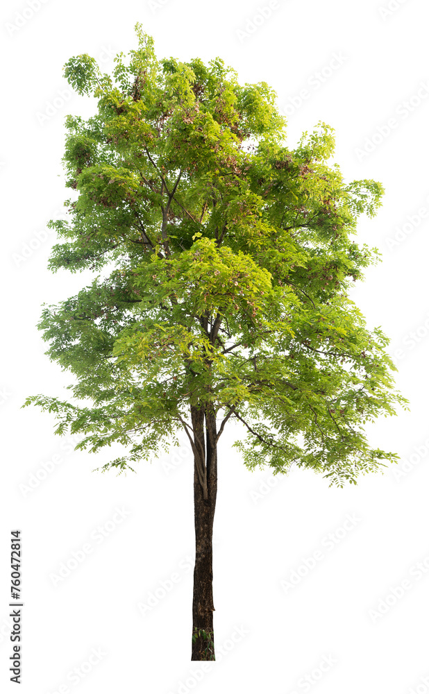 tree image dicut and removed original background, PNG transparent tree image dicut and removed original background, PNG transparent