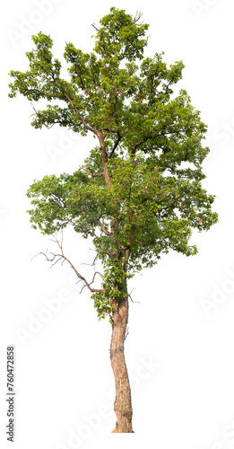 tree image dicut and removed original background  PNG transparent 