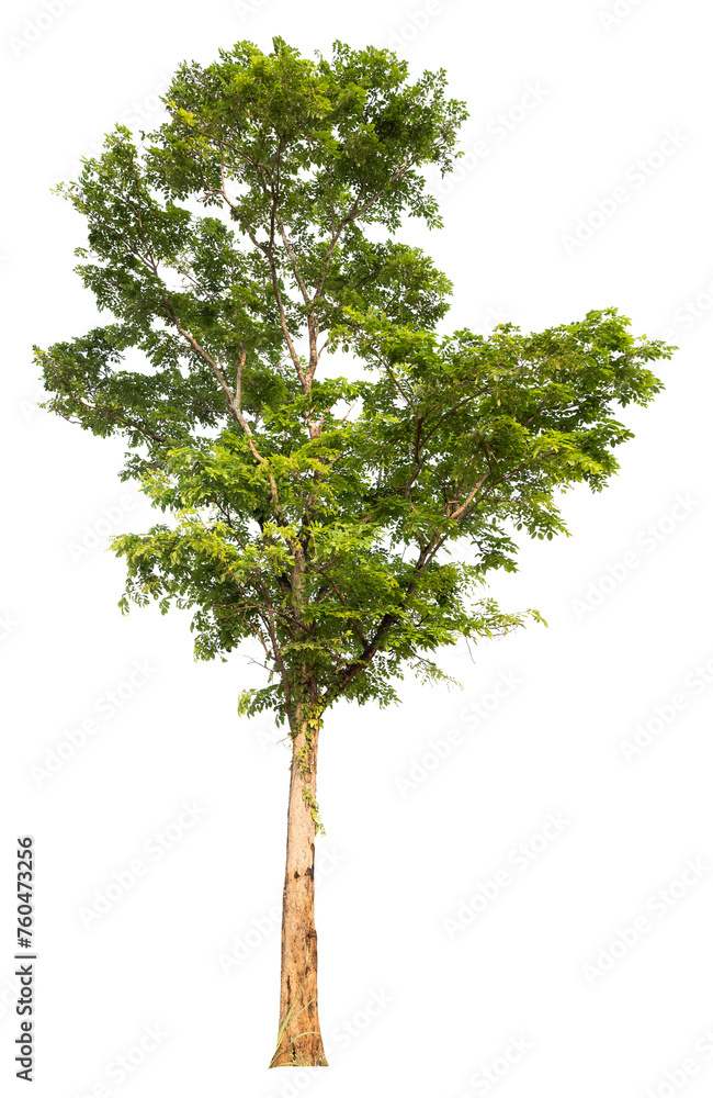 Fototapeta premium PNG real tree image transparent background, high resolution real tree picture 