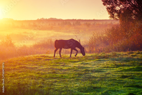 Rural landscape. Horse silhouette in the pasture on a foggy morning. Sunrise in the countryside