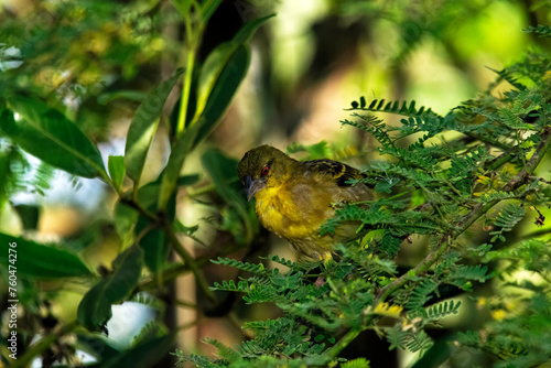 Tisserin gendarme perché sur arbre tropical photo