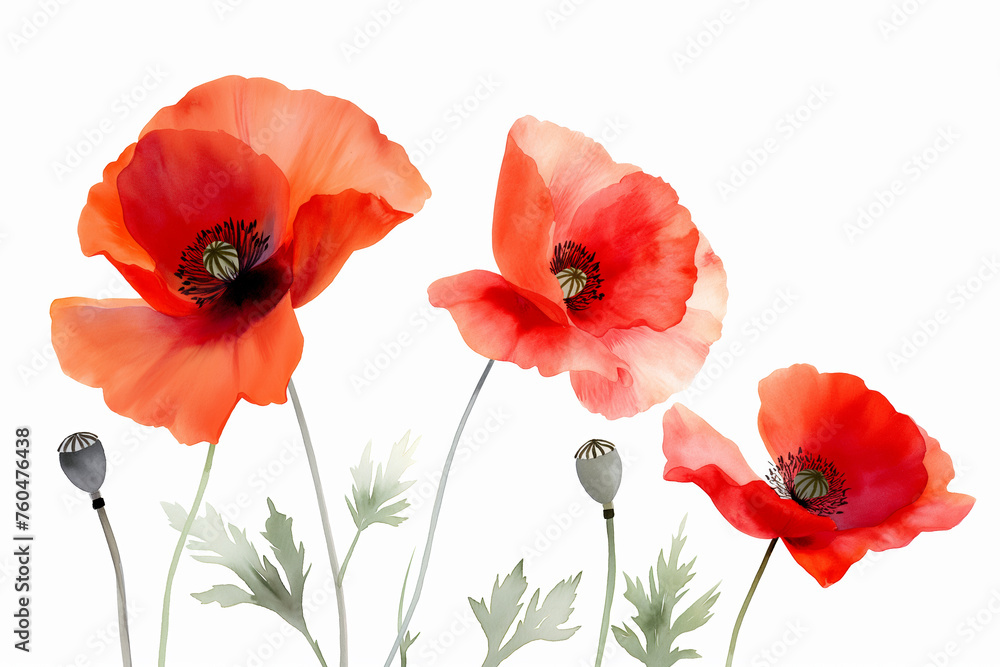 poppies white background isolated