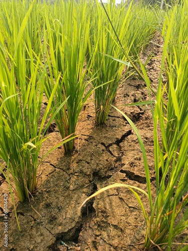 Drought in rich field. elnino or El Niño and lanina or La Niña phenomenon. a prolonged period of abnormally low rainfall. a shortage of water resulting from this. World Climate change.