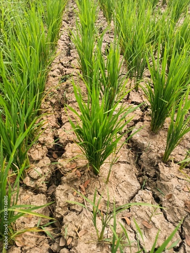 Drought in rich field. elnino or El Niño and lanina or La Niña phenomenon. a prolonged period of abnormally low rainfall. a shortage of water resulting from this. World Climate change.