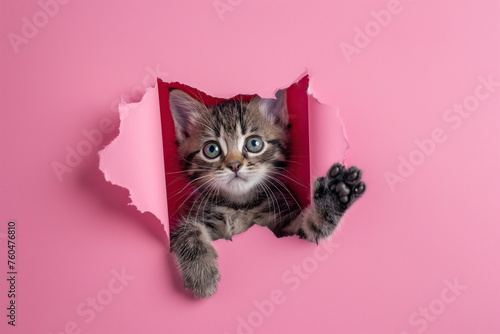 cat coming trough a hole in paper photo