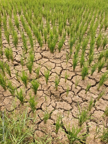 Drought in rich field. elnino or El Niño and lanina or La Niña phenomenon. a prolonged period of abnormally low rainfall. a shortage of water resulting from this. World Climate change.