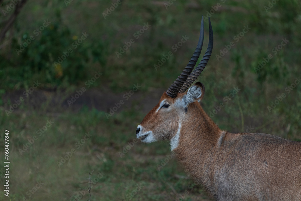 Naklejka premium Defassa Waterbuck