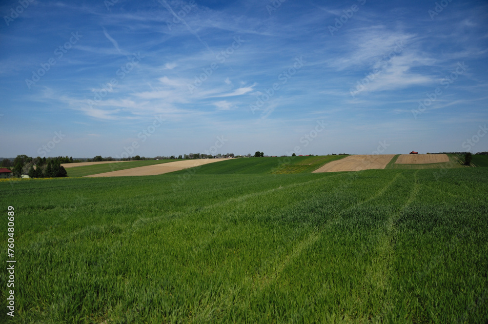 Obraz premium Pola pszenicy