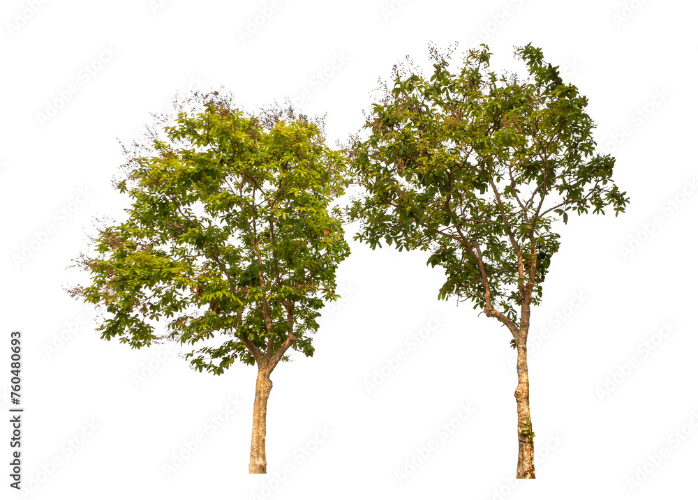 Fototapeta premium Green tree isolated on transparent background with clipping path, single tree with clipping path and alpha channel