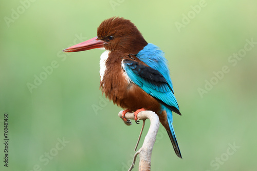 White-throated Kingfisher