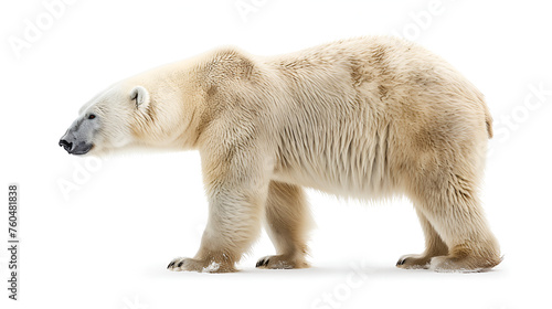 White polar bear isolated on white background front view. generative ai