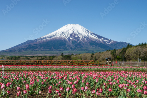富士山とチューリップ 春の山中湖旅行 © monstrose