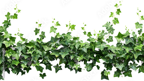 ivy spreads across the horizontal surface isolated on white