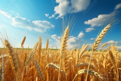 Beautiful mature golden wheat ears above fluffy clouds in blue sky scenic rural landscape