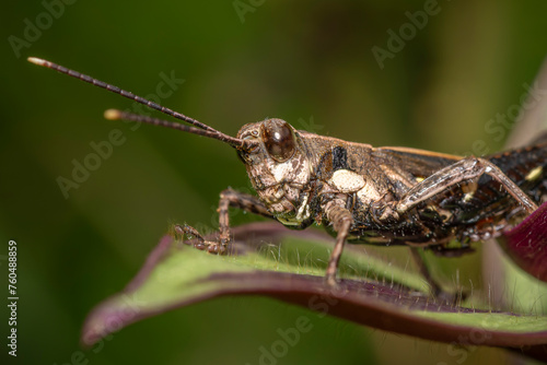 grasshopper on a leaf, macro of a grasshopper, insect close up © OvidiuDaniel