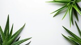 Blank White Background With Aloe Leaves Backdrop