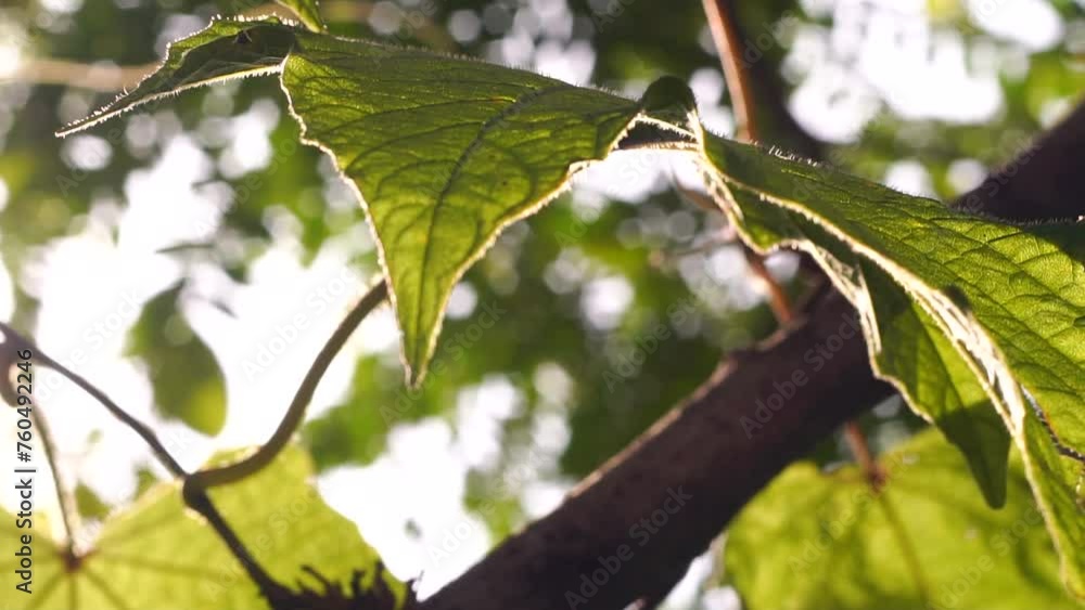 Close up of green leaves on a garden with sun ray Close up of green leaves on a garden with sun ray