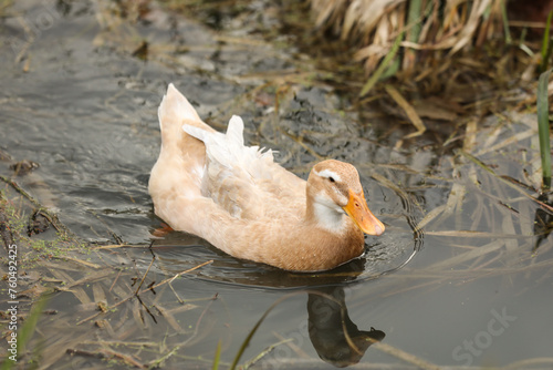 фотографія saxony duck on the water in the park, closeup