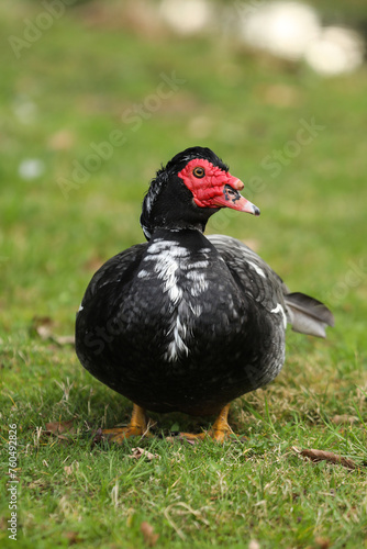 Muscovy duck  Cairina moschata  single male on grass  