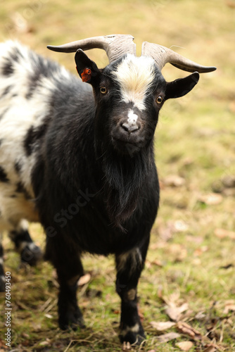 Portrait of a black and white goat with horns on the farm