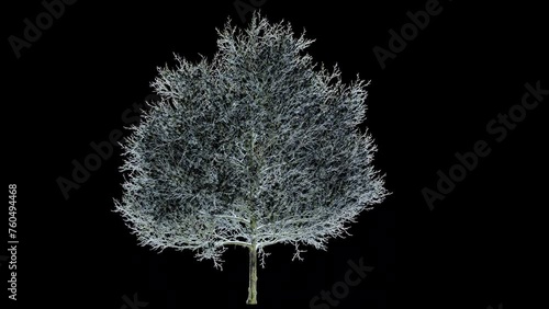 frozen oak without leaves. 3d animation of an oak tree in winter. a frozen oak on alpha chanel. a 3d oak tree without leaves isolated