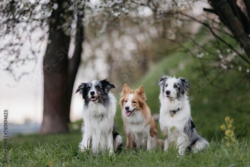 three trained Border Collie dogs are sitting in nature under a flowering tree #760494623